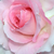 Rózsaszín - Teahibrid rózsa - Grand Siècle